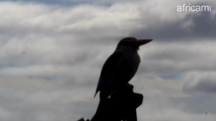 photo woodland kingfisher silhouette