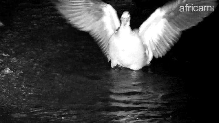 africam photo egyptian goose