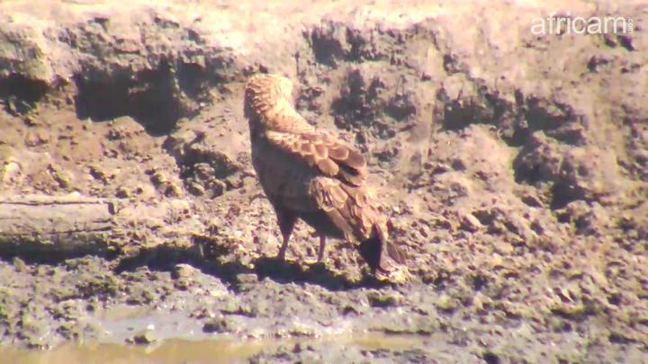 Africam Photo Brown Snake Eagle