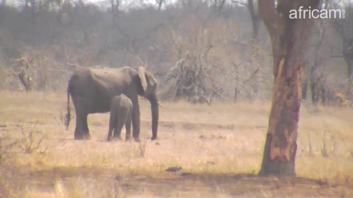 africam photo baby elephant