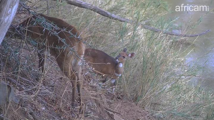Africam Photo Mommy And Baby Bushbuck