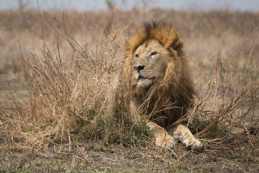 Lion laying down