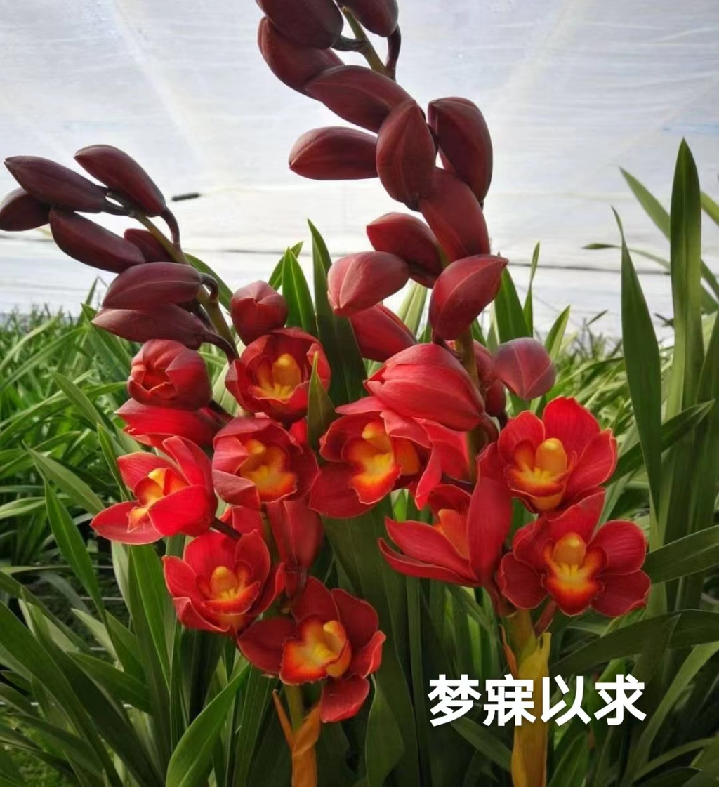 ほし 一流の品質 販売 戦斗怜亜 IGR | 爆臨！超新星(トゥインク