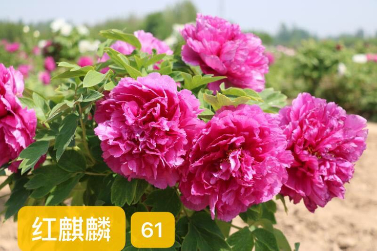 好評 踊り用持ち枝 牡丹 小道具 Tckaccountants Com Au
