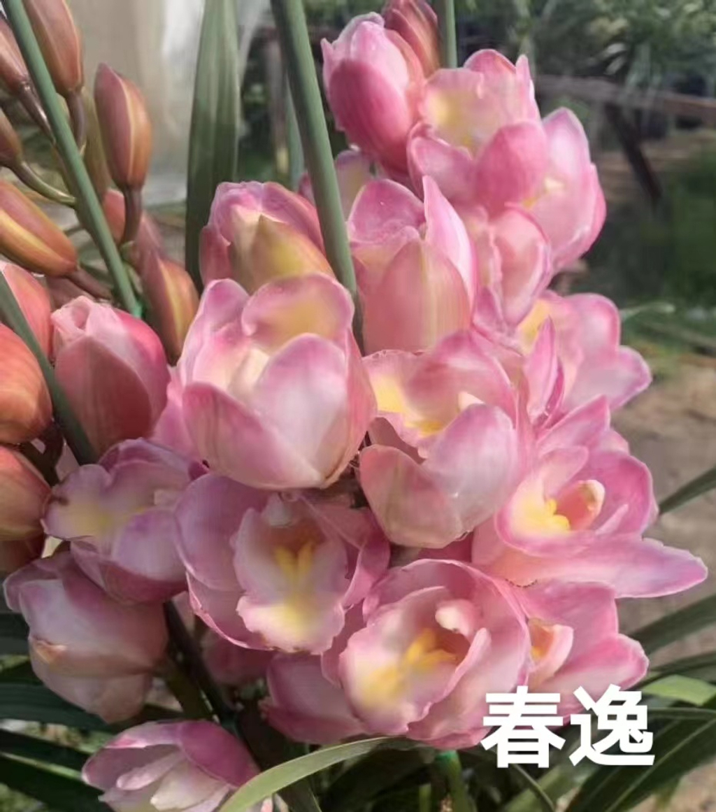 Airmart | 兰心蕙质—珍稀大花蕙兰团购3天团。 | Online Ordering