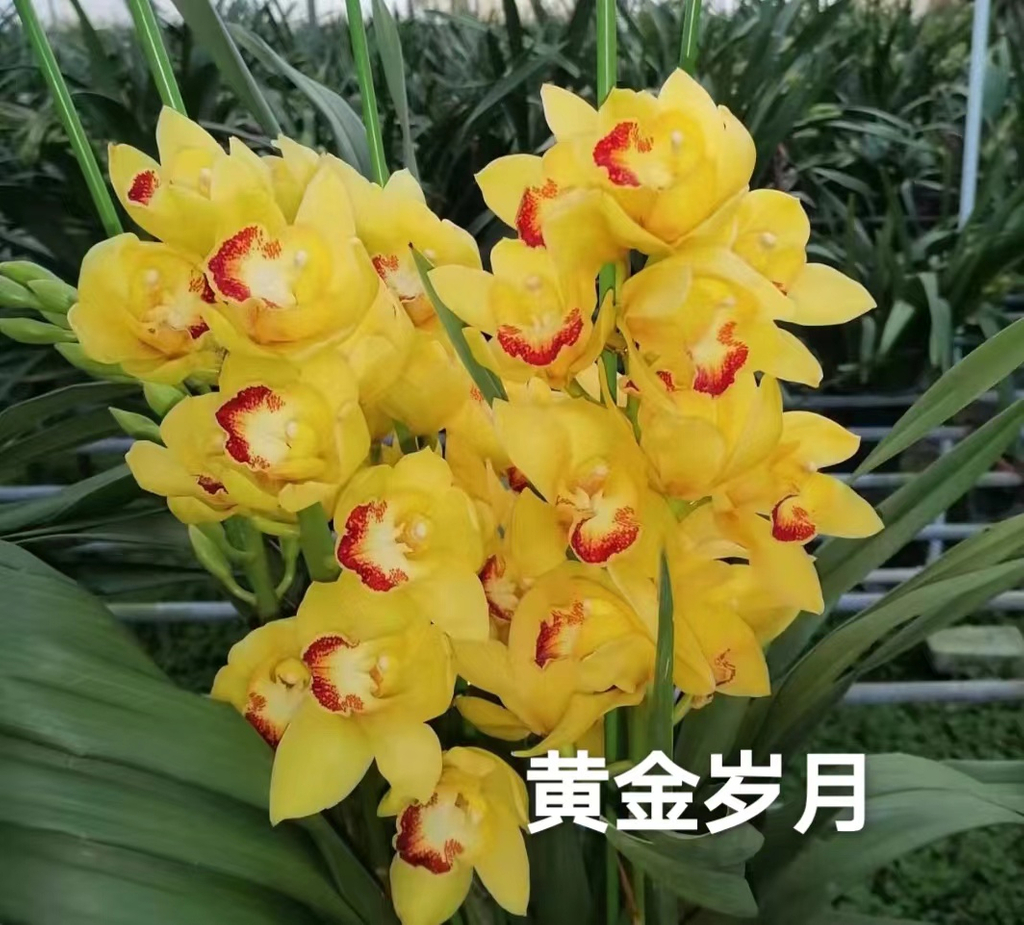 Airmart | 兰心蕙质—珍稀大花蕙兰团购3天团。 | Online Ordering