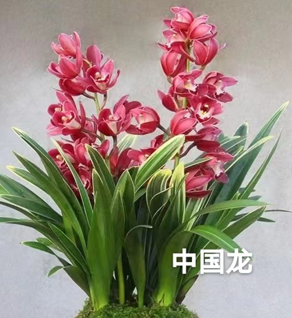 ほし 一流の品質 販売 戦斗怜亜 IGR | 爆臨！超新星(トゥインク