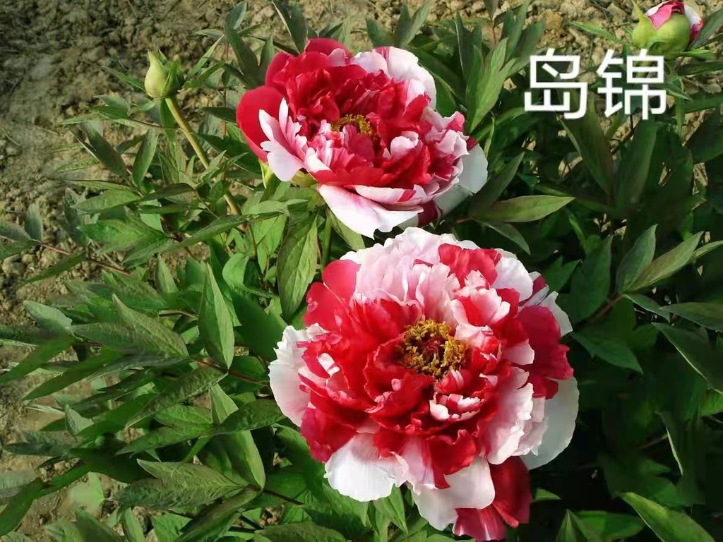 Airmart | 国色天香牡丹| Online Ordering