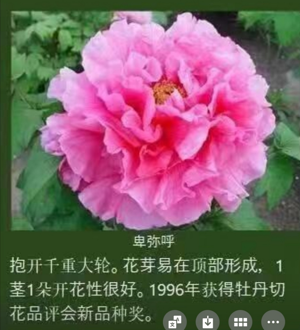 多頭牡丹 開花状況。 当園の品種は、アメリカ種へとバトンタッチ！数々の