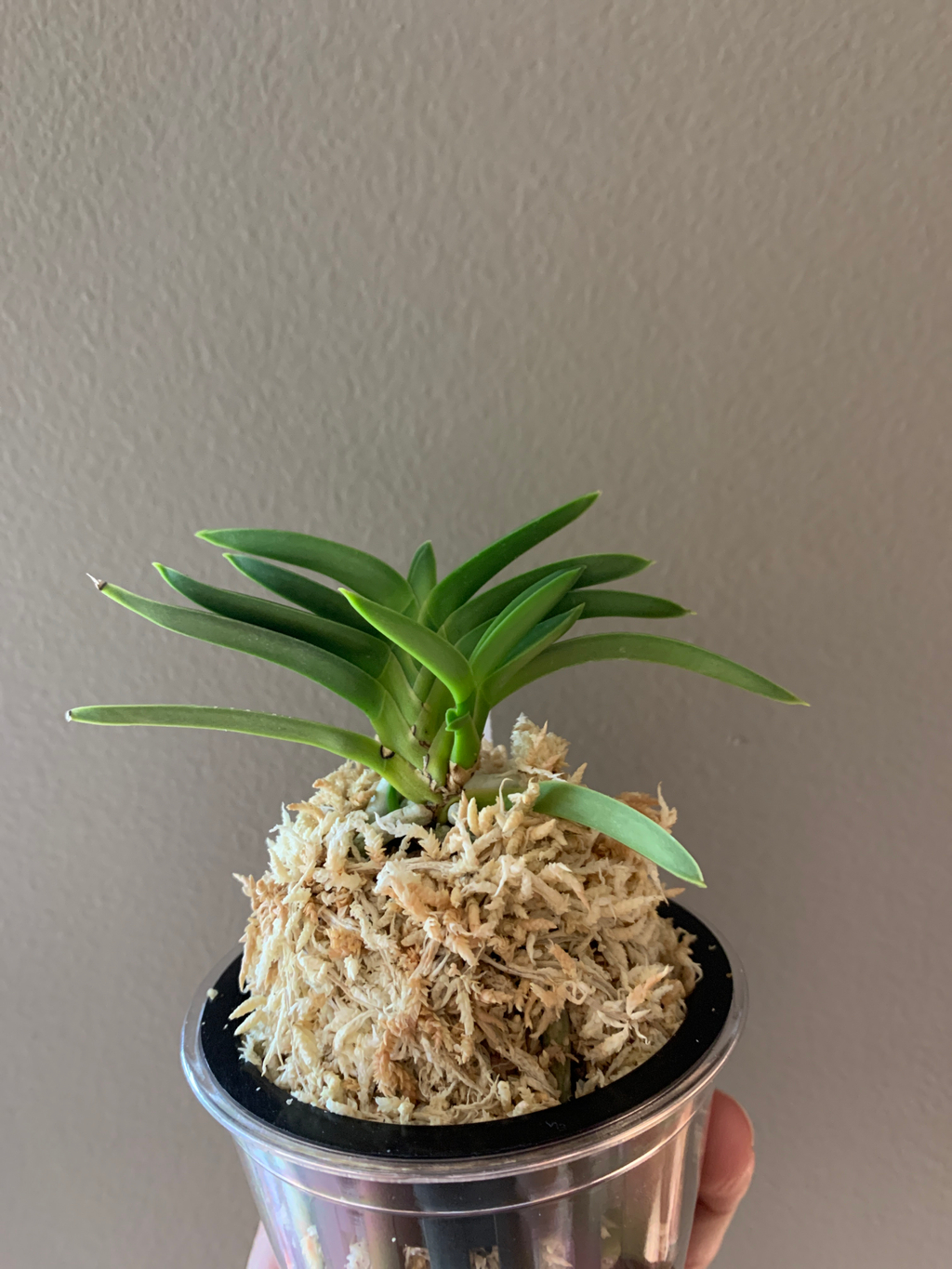 Airmart | 富贵兰(风兰) /迷你石斛(長生蘭) 6月现货| Online Ordering