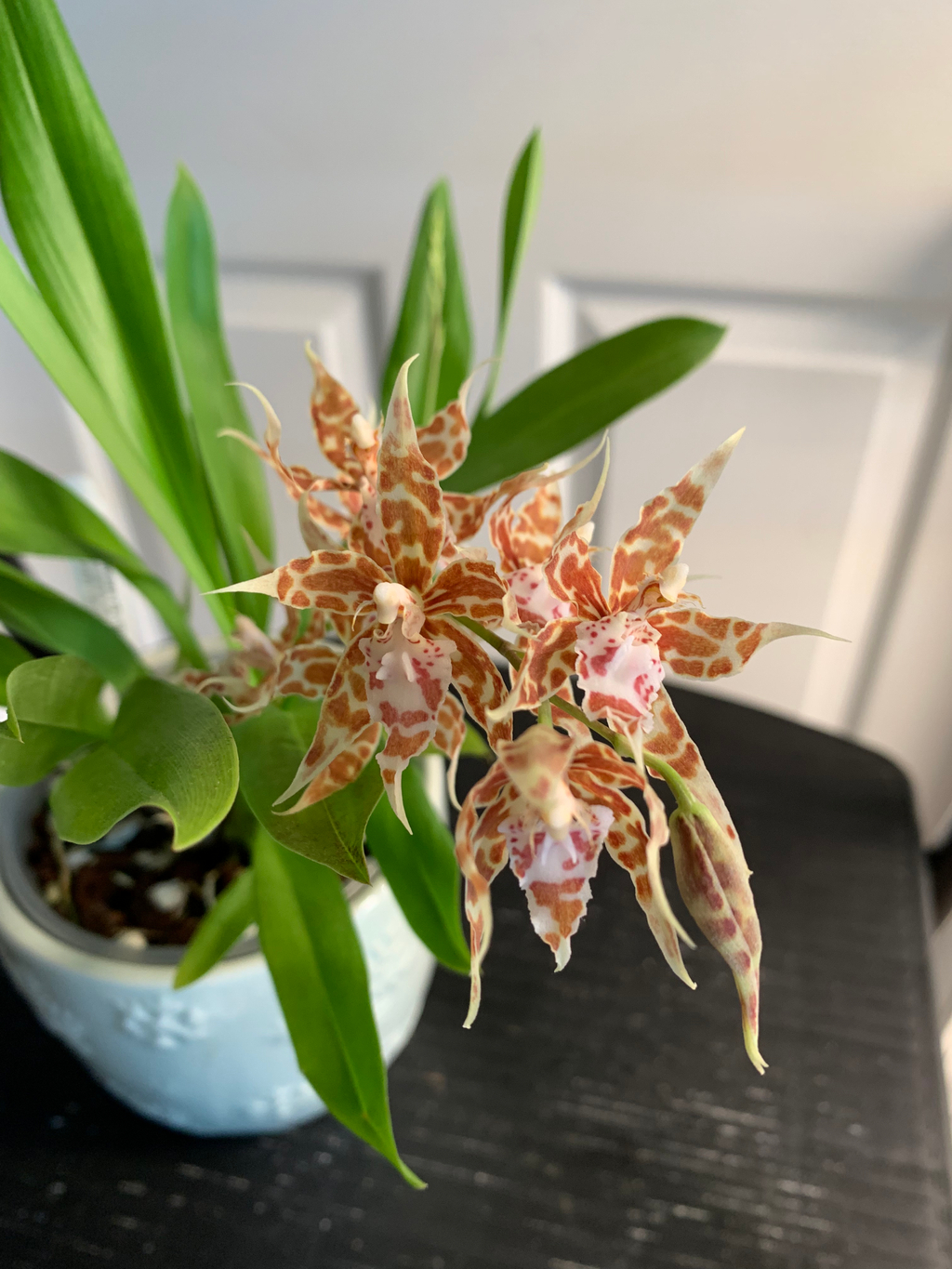 富貴蘭　天晴 Airmart | 兰之轩富贵兰10月秋季现货| Online Ordering