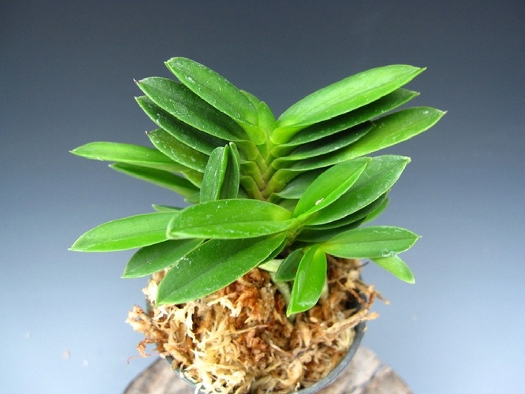 nss富貴蘭 「天領」最上柄