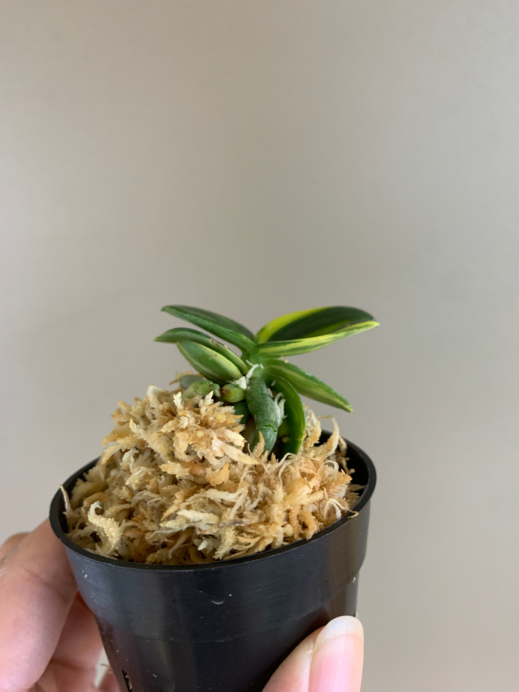 富貴蘭　忠武冠 富貴蘭・忠武冠