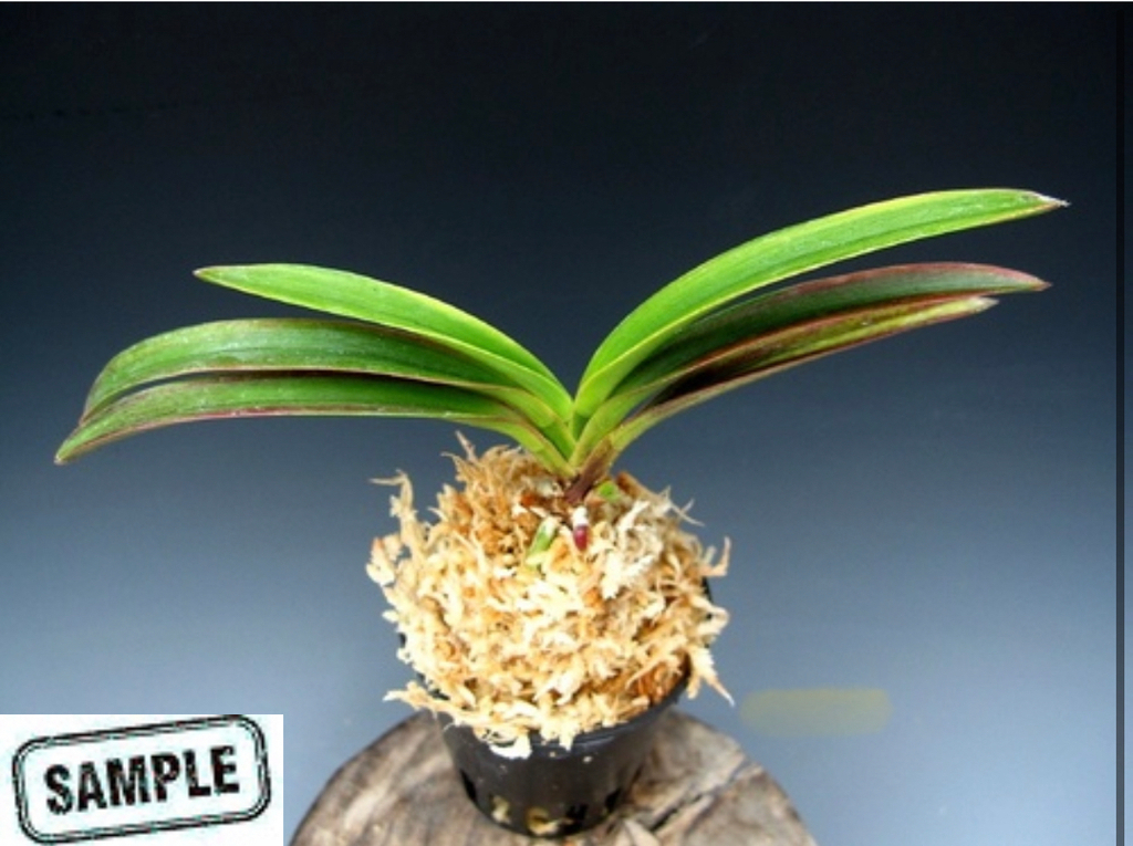 富貴蘭　必見！!曼珠沙華覆輪縞 宝石のような観葉植物のお店 【Jewelry Plant】 富貴蘭 曼珠沙華