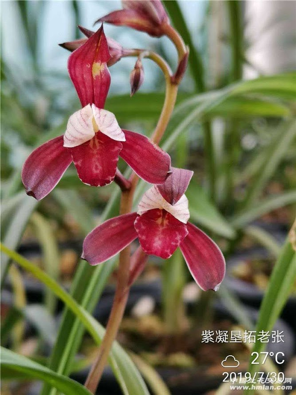 Airmart | zbz@兰桂坊2023年3月团购，3月底邮寄(注意天气) | Online