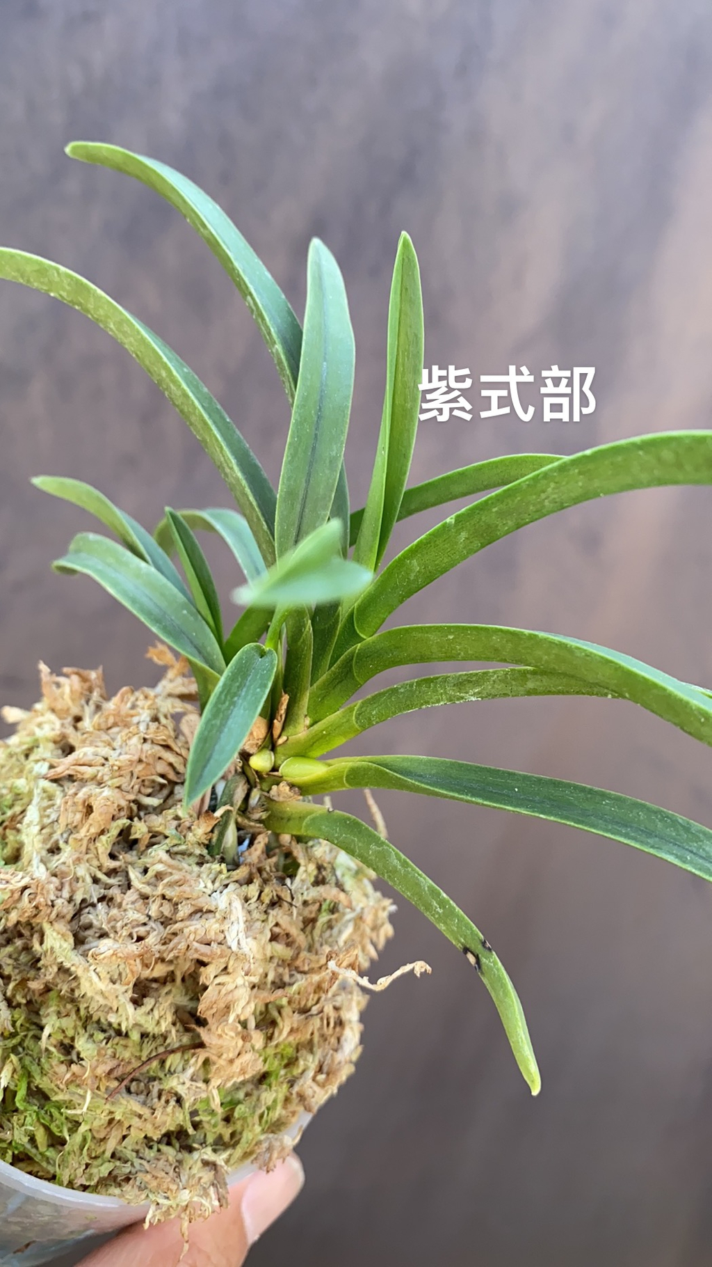 Airmart | zbz@兰桂坊富贵兰裸根进口裸根邮寄团购| Online Ordering