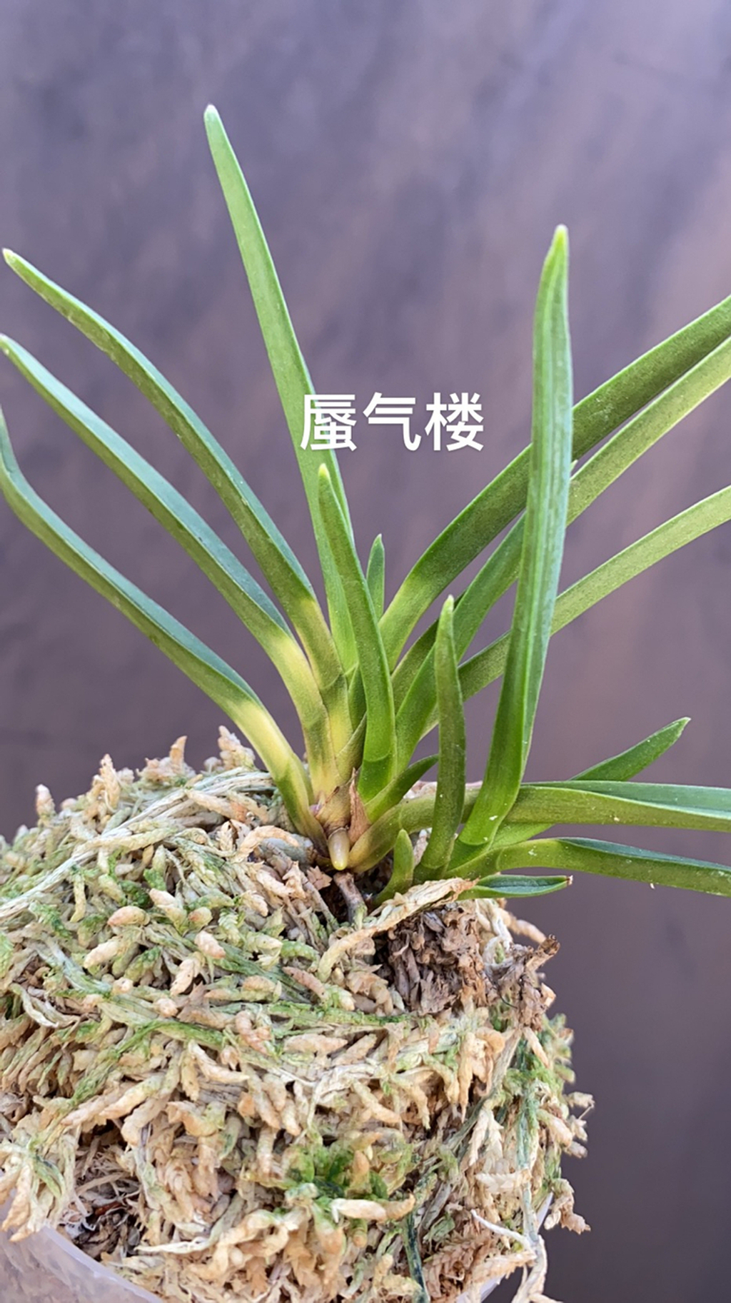 富貴蘭　天伯 Airmart | zbz@兰桂坊富贵兰裸根进口裸根邮寄团购| Online Ordering