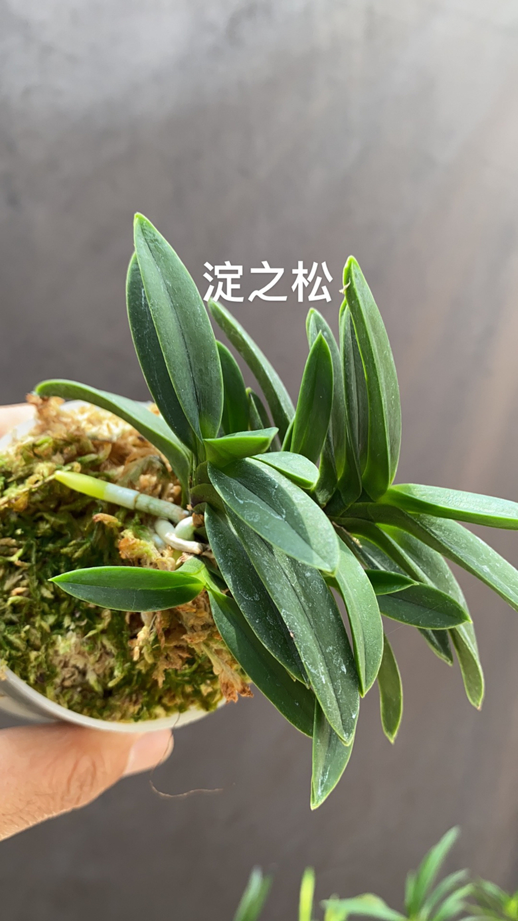 富貴蘭　天伯 Airmart | zbz@兰桂坊富贵兰裸根进口裸根邮寄团购| Online Ordering