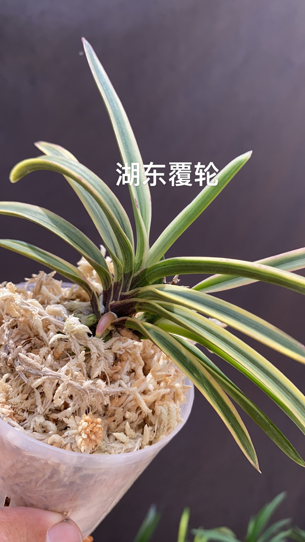 富貴蘭　天伯 Airmart | zbz@兰桂坊富贵兰裸根进口裸根邮寄团购| Online Ordering