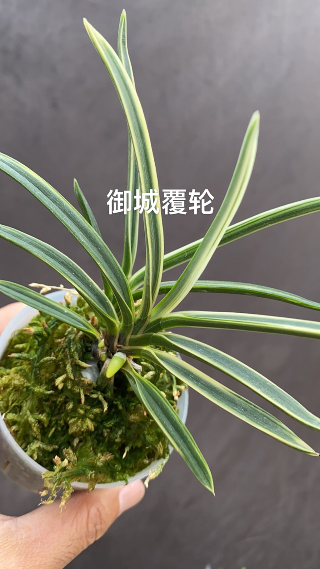 Airmart | zbz@兰桂坊富贵兰裸根进口裸根邮寄团购| Online Ordering