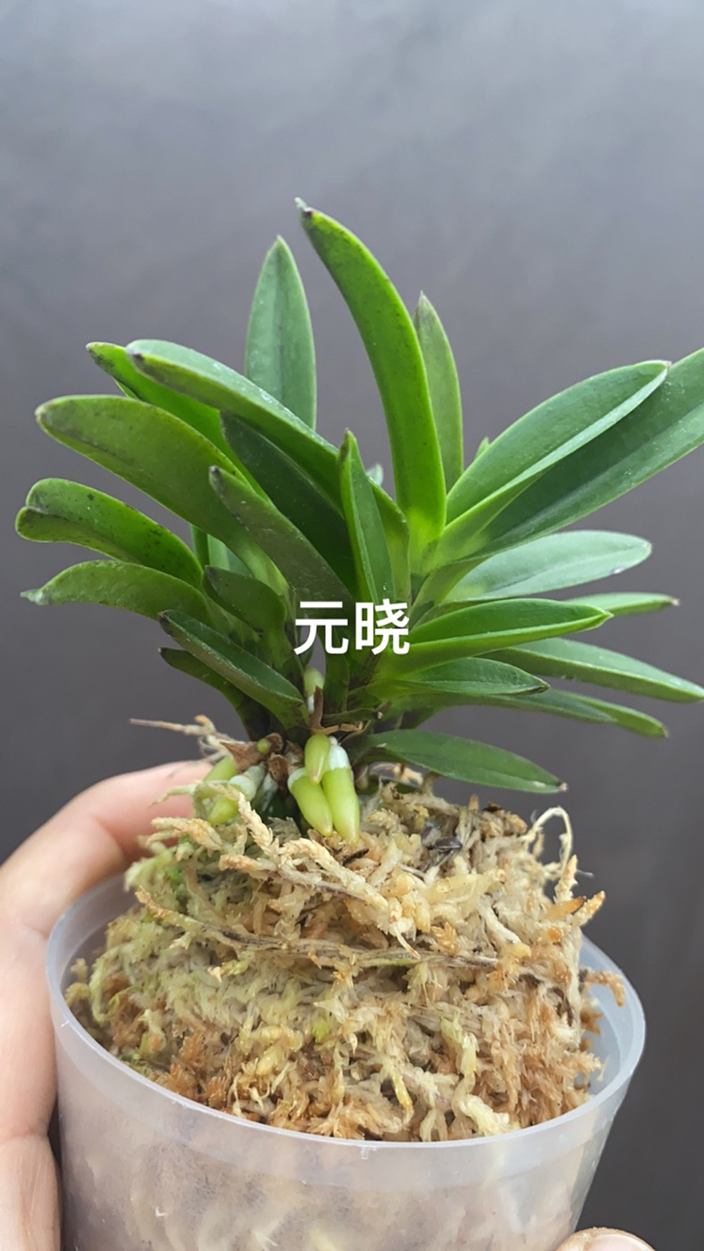 Airmart | zbz@兰桂坊富贵兰裸根进口裸根邮寄团购| Online Ordering