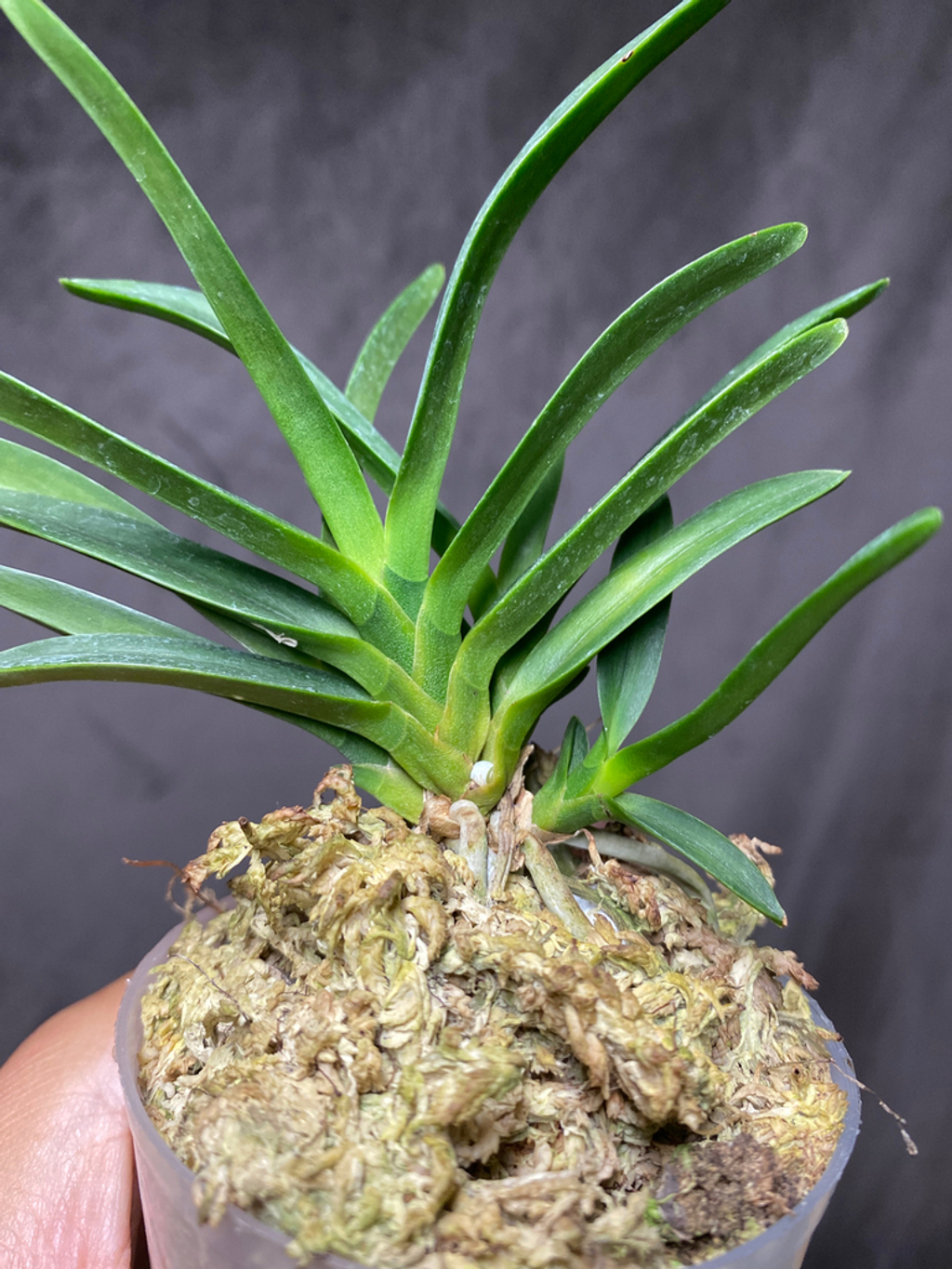 富貴蘭　天伯 Airmart | zbz@兰桂坊富贵兰裸根进口裸根邮寄团购| Online Ordering