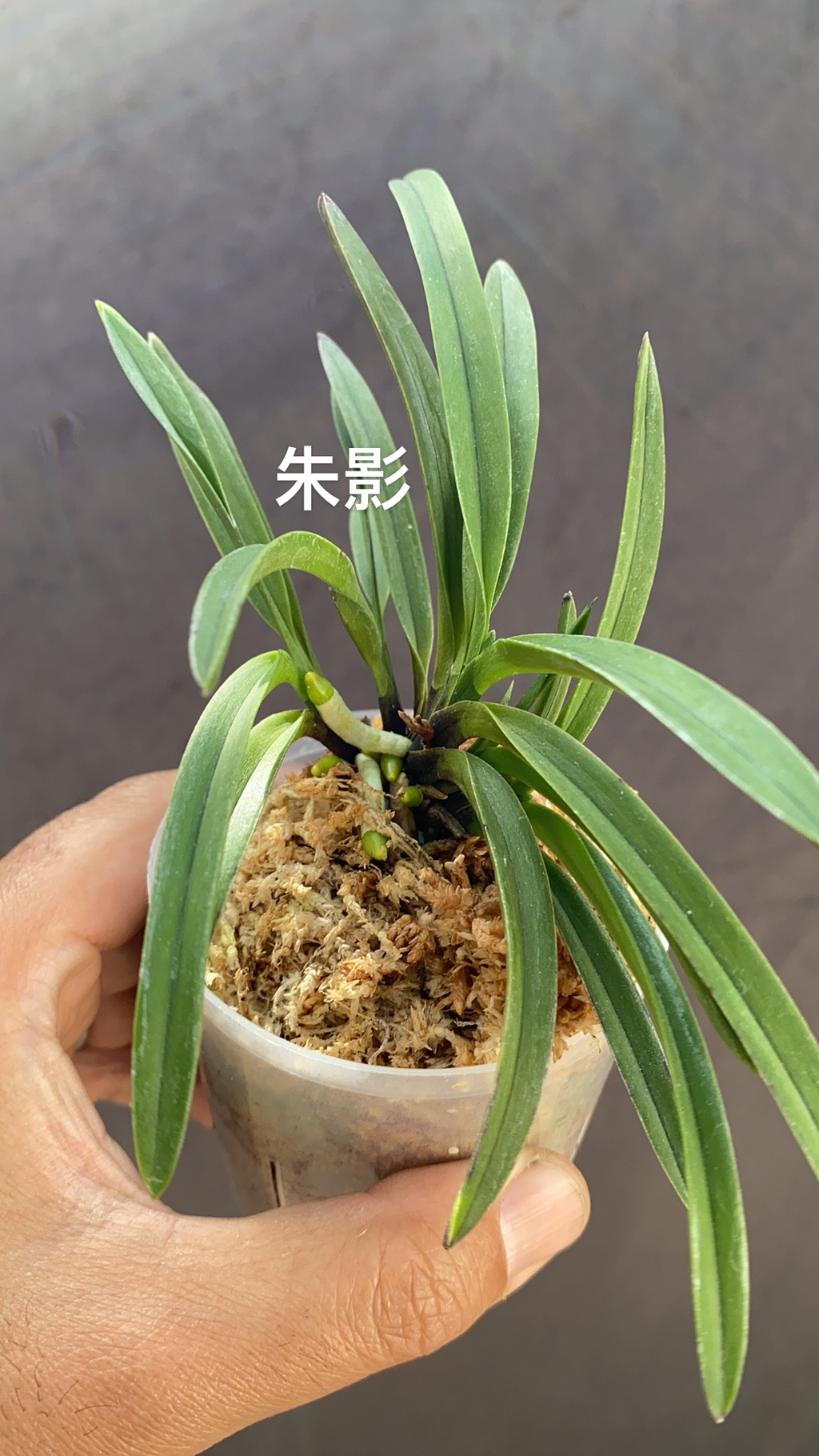 Airmart | zbz@兰桂坊富贵兰裸根进口裸根邮寄团购| Online Ordering