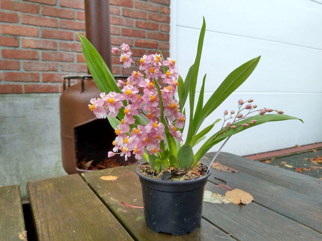 Airmart | 国香园11月月花预购，满100就包邮！大花惠兰返场+稀有珍奇