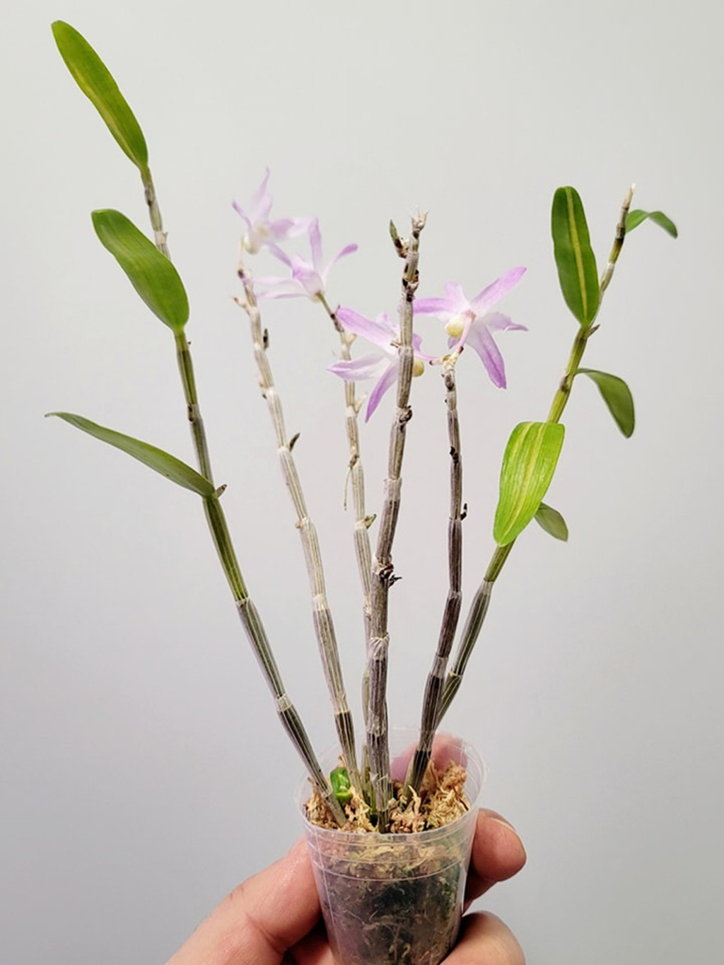 Airmart | 国香园2023年4月富贵兰，长生兰和名护兰团购, 满100就包邮