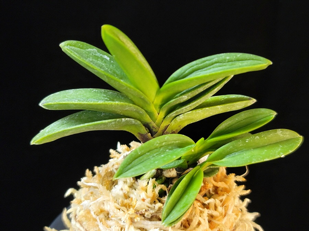 富貴蘭　黄昏(黄金葉＆黄根＆黄花) 富貴蘭 黄金鶴 - 「中越植物園オンラインショップ」