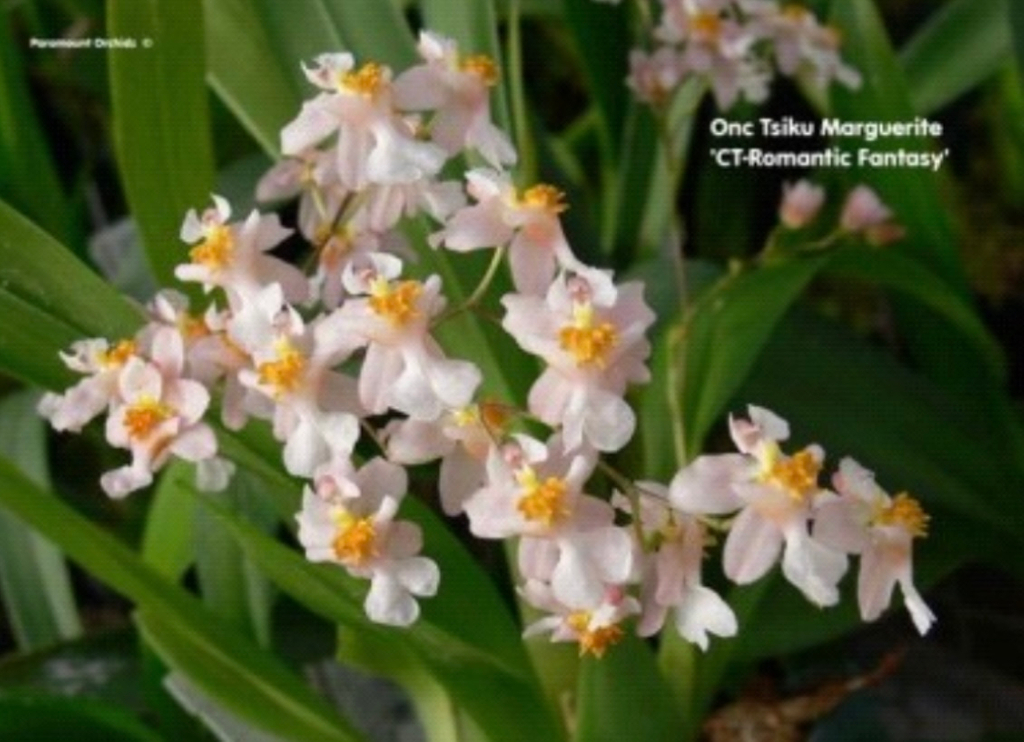 Airmart | 国香园11月月花预购，满100就包邮！大花惠兰返场+稀有珍奇