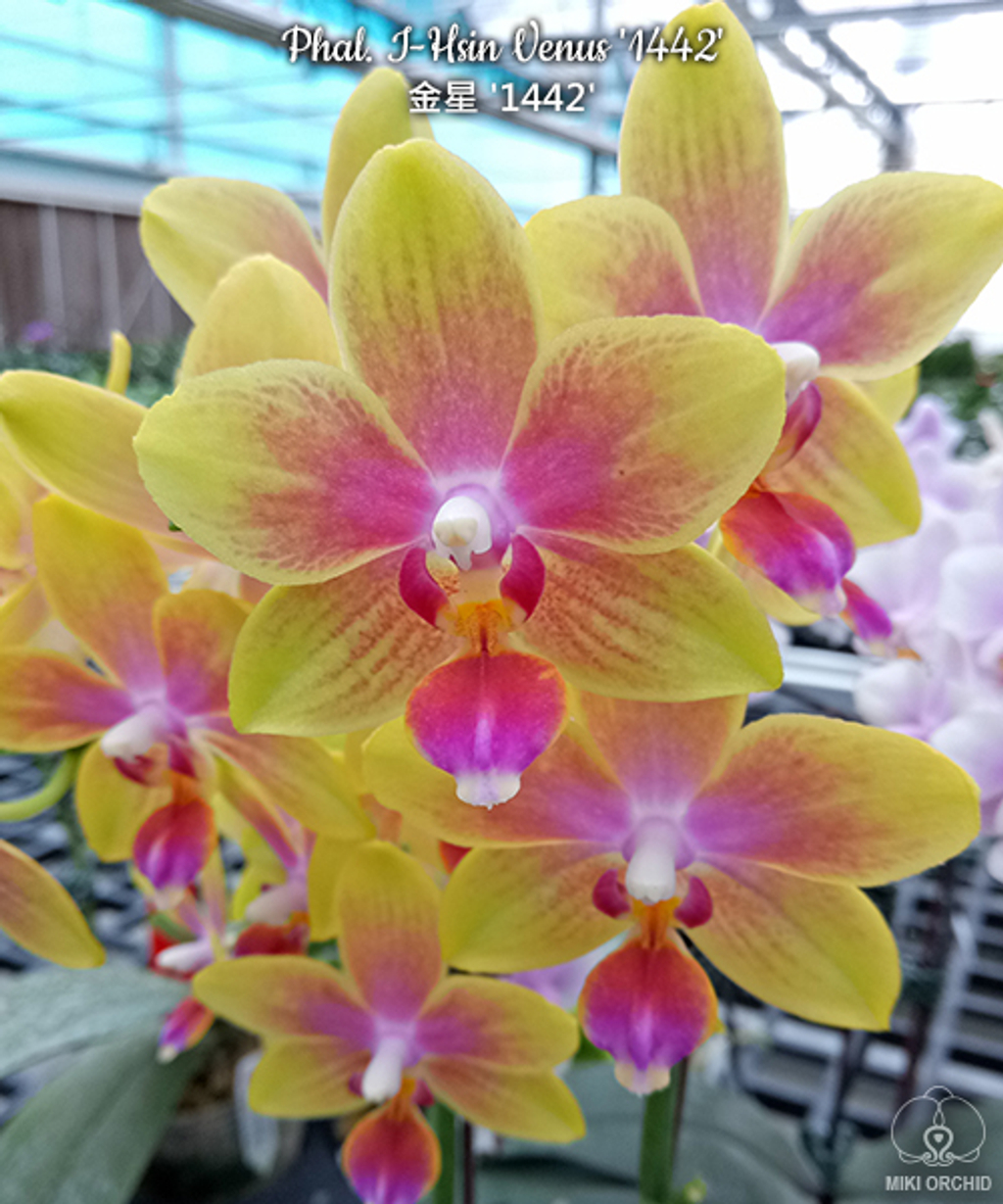 Airmart | 国香园11月月花预购，满100就包邮！大花惠兰返场+稀有珍奇