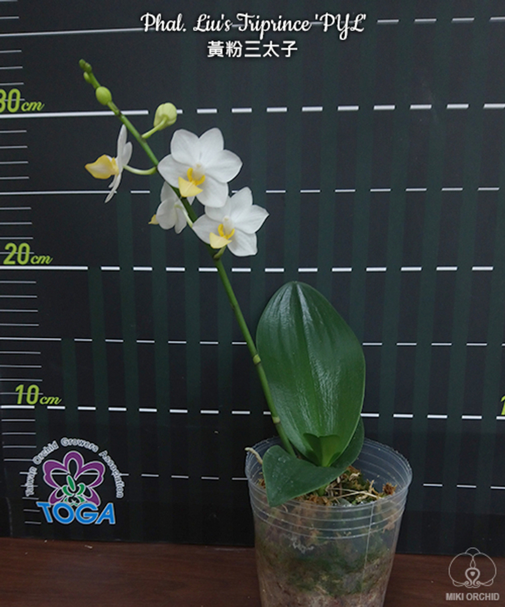 【 名護蘭 】希少品‼️神秘　319 名護蘭 】希少品‼️神秘 319 - メルカリ