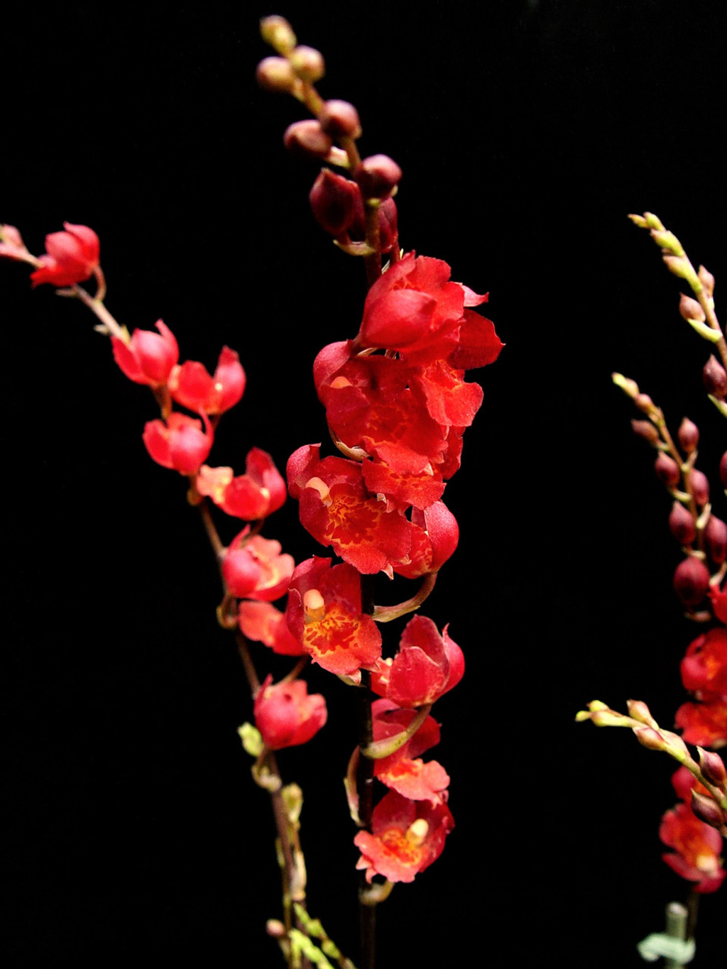 【 名護蘭 】希少品‼️神秘　290 名護蘭 】希少品‼️神秘 290 美琪園藝Miki Orchid - 榮譽榜