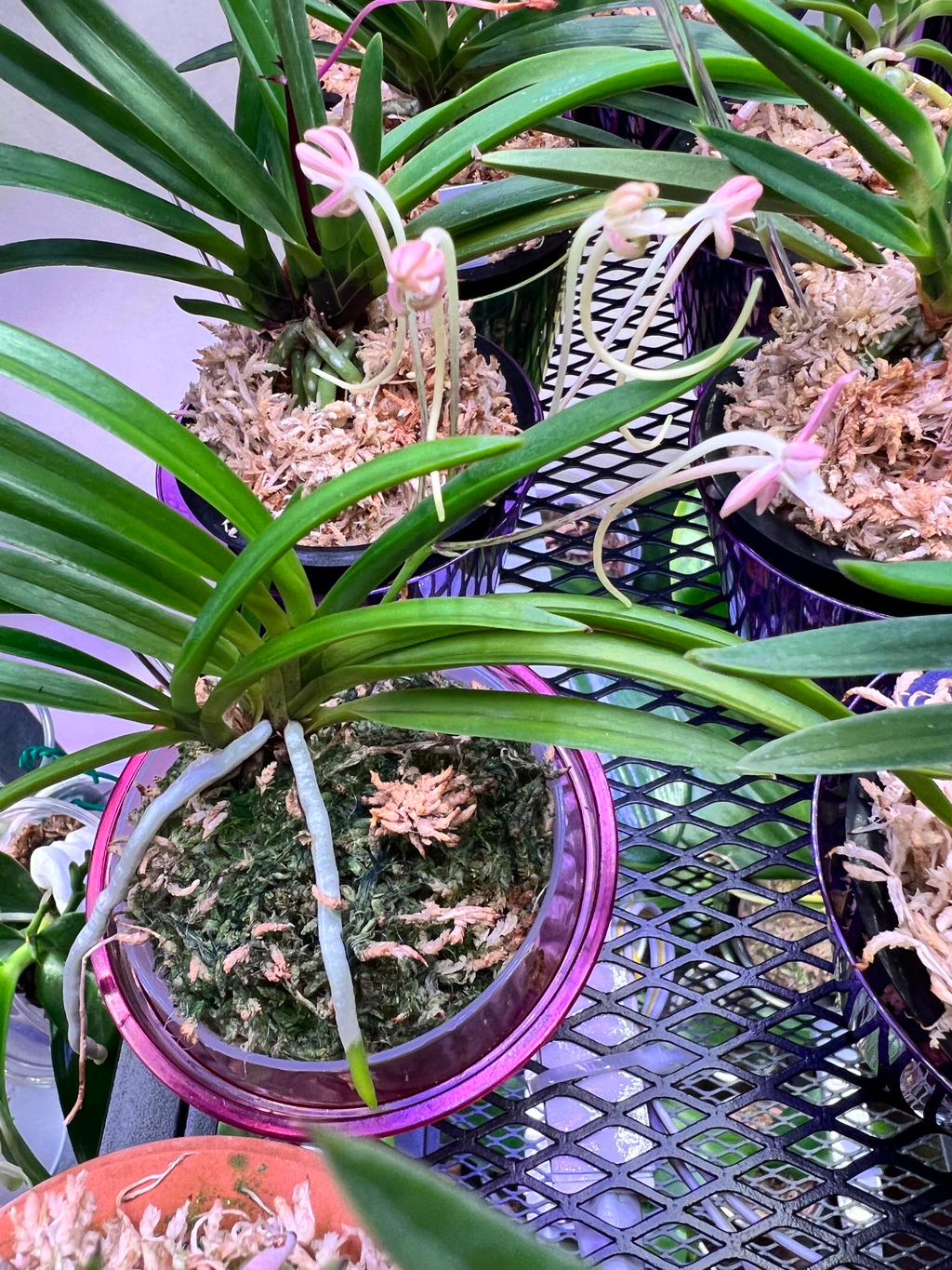 Airmart | 国香园2023年4月富贵兰，长生兰和名护兰团购, 满100就包邮