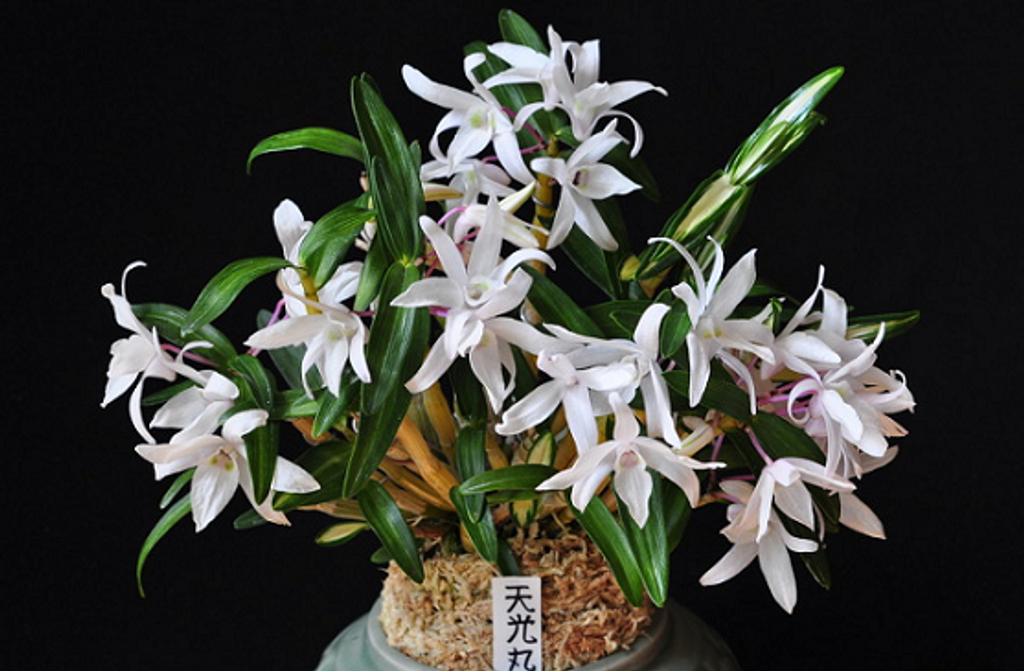 富貴蘭「不老白」 Airmart | 国香园2023年4月富贵兰，长生兰和名护兰团购, 满100就包邮