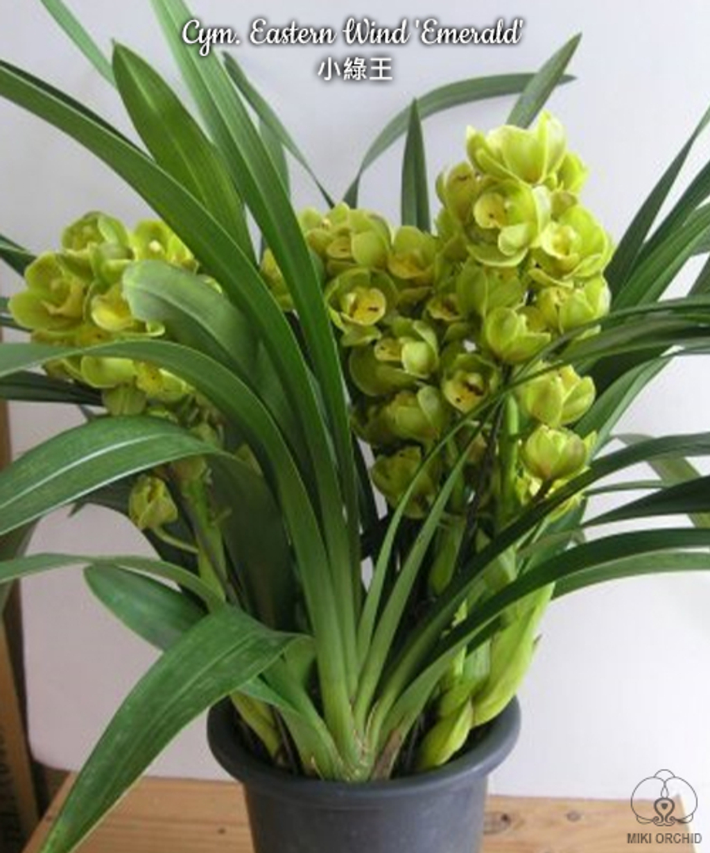 優蘭出品 Airmart | 国香园11月月花预购，满100就包邮！大花惠兰返场+稀有