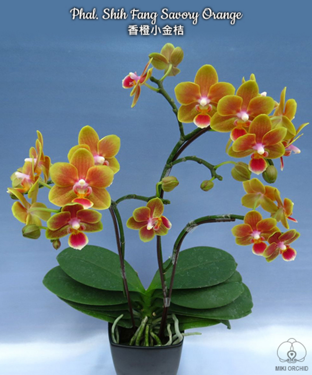 蘭 オーキッドアルバム（THE ORCHID ALBUM）【即決】 ウィークエンド・オークション - (株)東京オーキット・ナーセリー