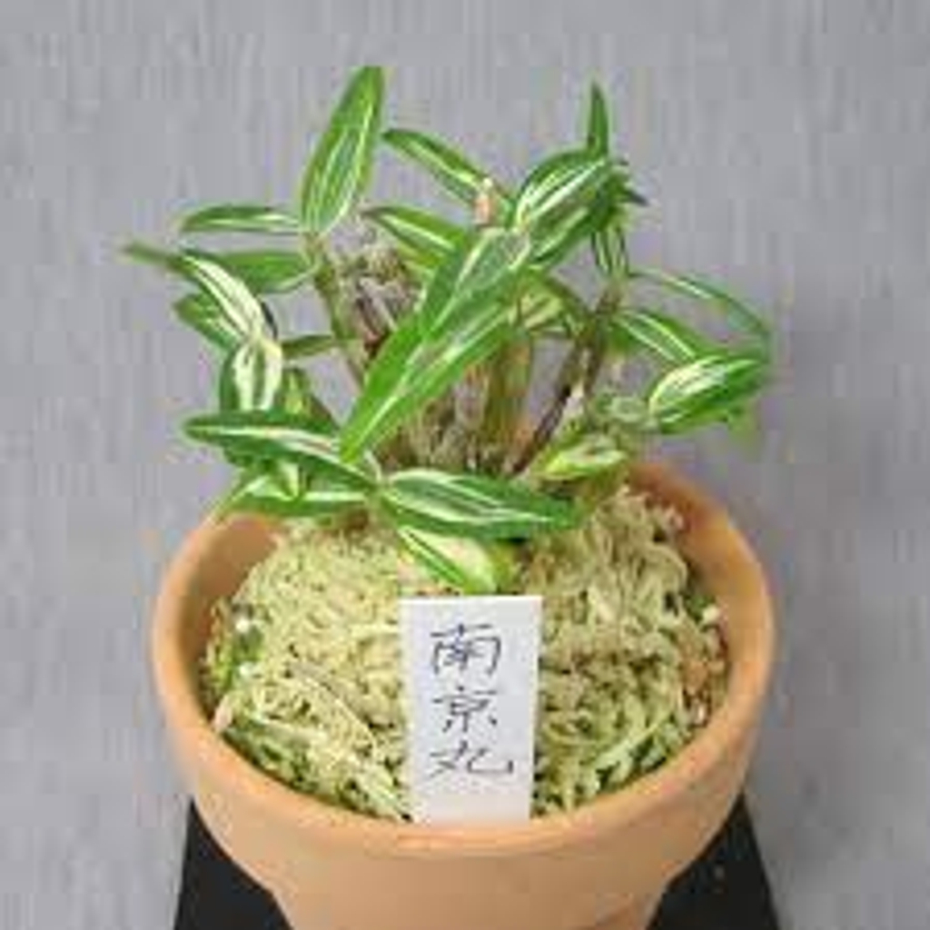 Airmart | 国香园2023年4月富贵兰，长生兰和名护兰团购, 满100就包邮