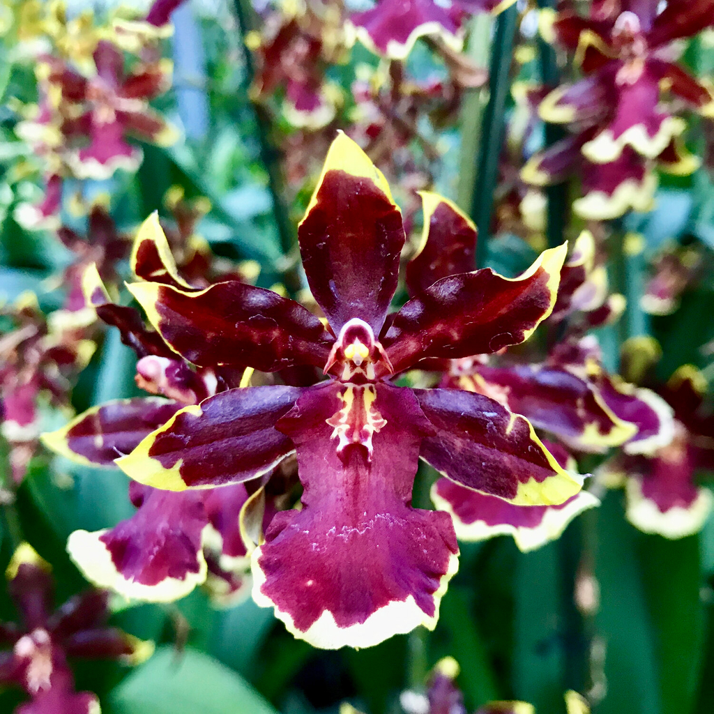 Airmart | 国香园11月月花预购，满100就包邮！大花惠兰返场+稀有珍奇