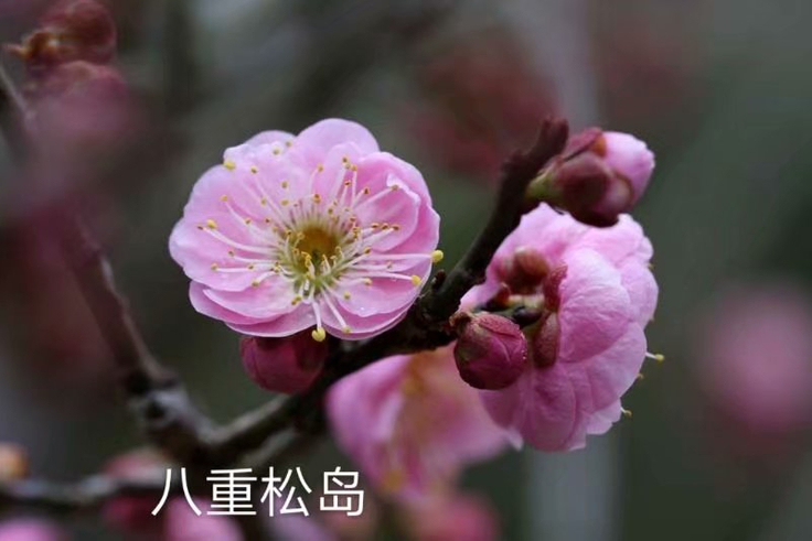 Airmart | Dayou 2022年春梅花、腊梅印地闪购| Online Ordering