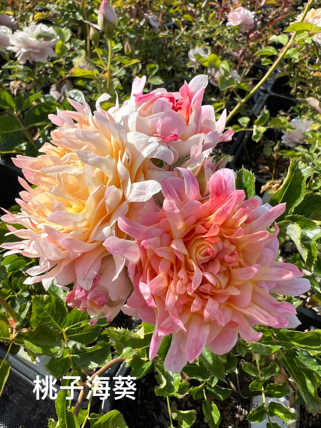 Meijer Online Ordering Meijer Online Ordering