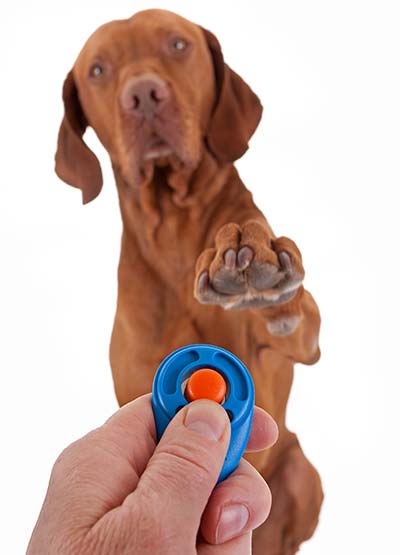 clicker training dogs how to clicker train a dog