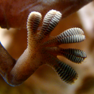 The underside of a gecko's foot