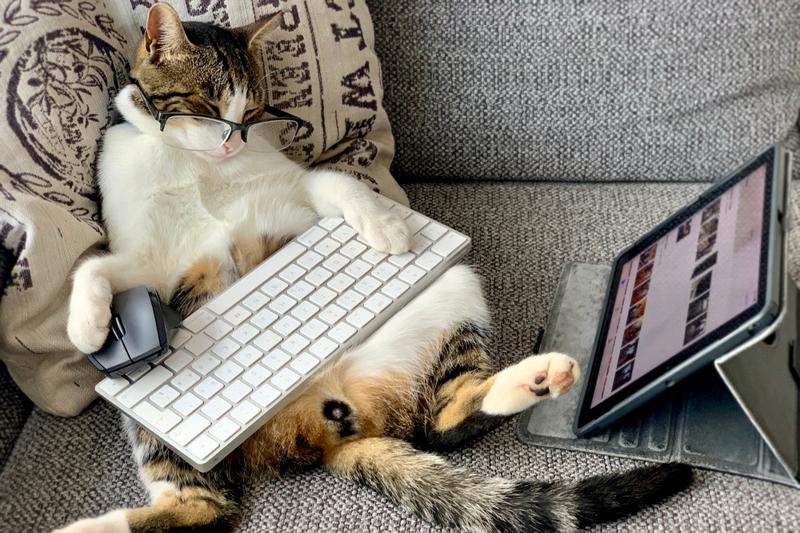 image is of a cat wearing reading glasses, sitting back in a chair like a human would, with a computer keyboard on its lap, computer mouse under its paw, and a tablet in front... it's working!