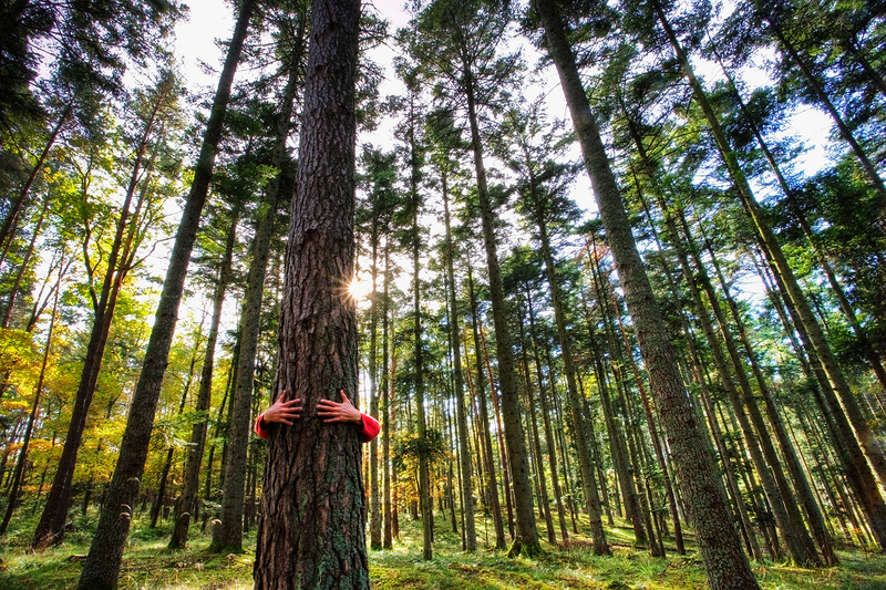 image is a photograph of a forest, with someone hugging one of the trees from behind