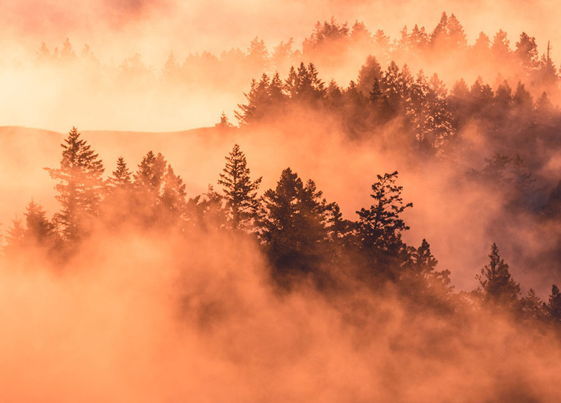 Dark silhouettes of trees are visible through dense smoke or fog, colored yellow and orange 