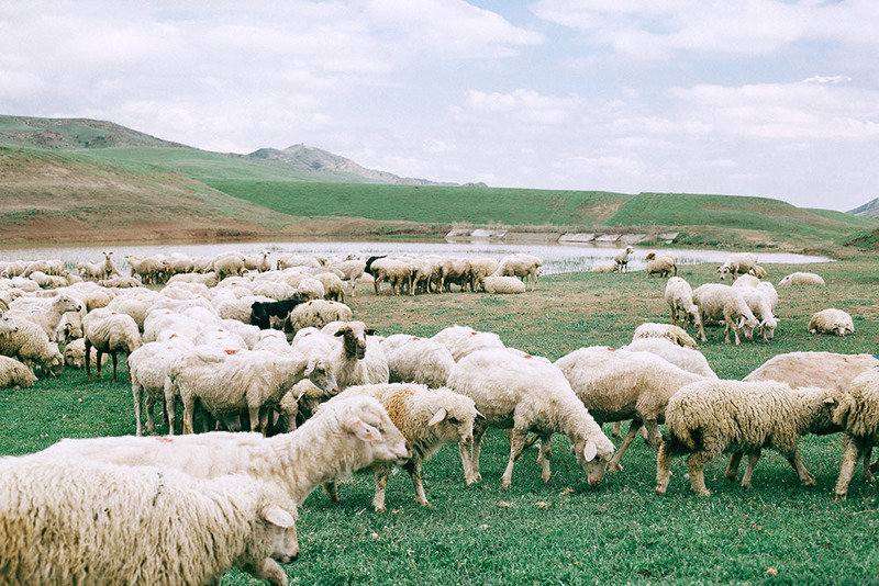 A herd of sheep graze happily in a field of bright green grass. In the distance, there's a watering hole or pond, rolling green hills, and small mountains below a blue sky. The sheep are different sizes and ages, and a few of them are recently sheared, while others have long puffy fur. There is even a black sheep in the mix! Sheep used to be given as a dowry for marriage.