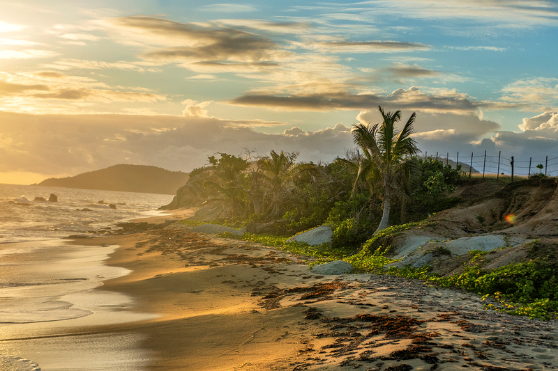 a photo of Vieques Island at sunset, there is a beautiful sandy coastline and palm trees, with the ocean stretching into the distance