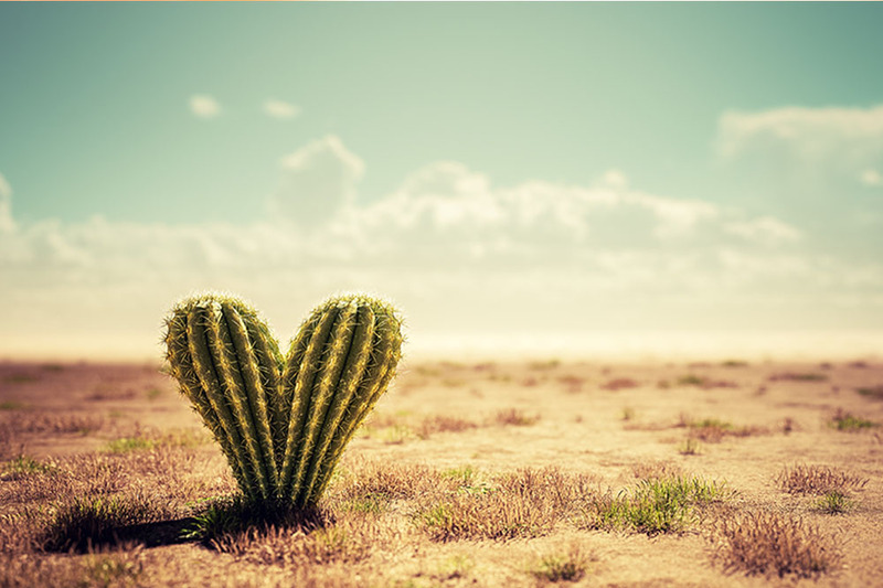 A cactus shaped like a heart in a cute desert landscape, in honor of Arizona wedding celebrations